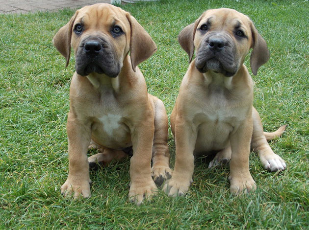 pic of boerboel posted on 2022-03-13 14:06:50