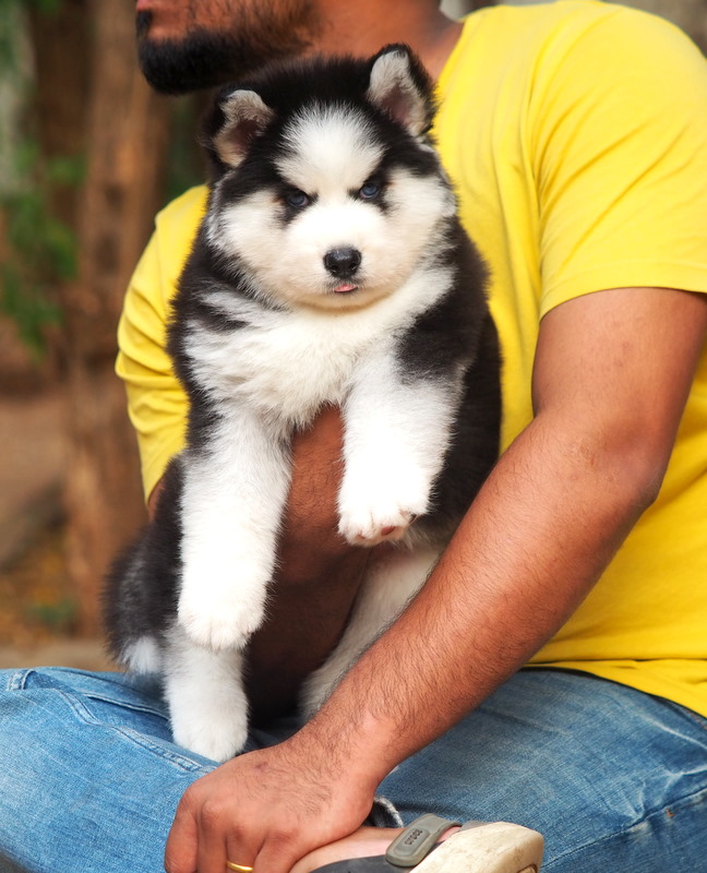 Image of Siberian Husky posted on 2022-08-22 04:07:05 from Mumbai