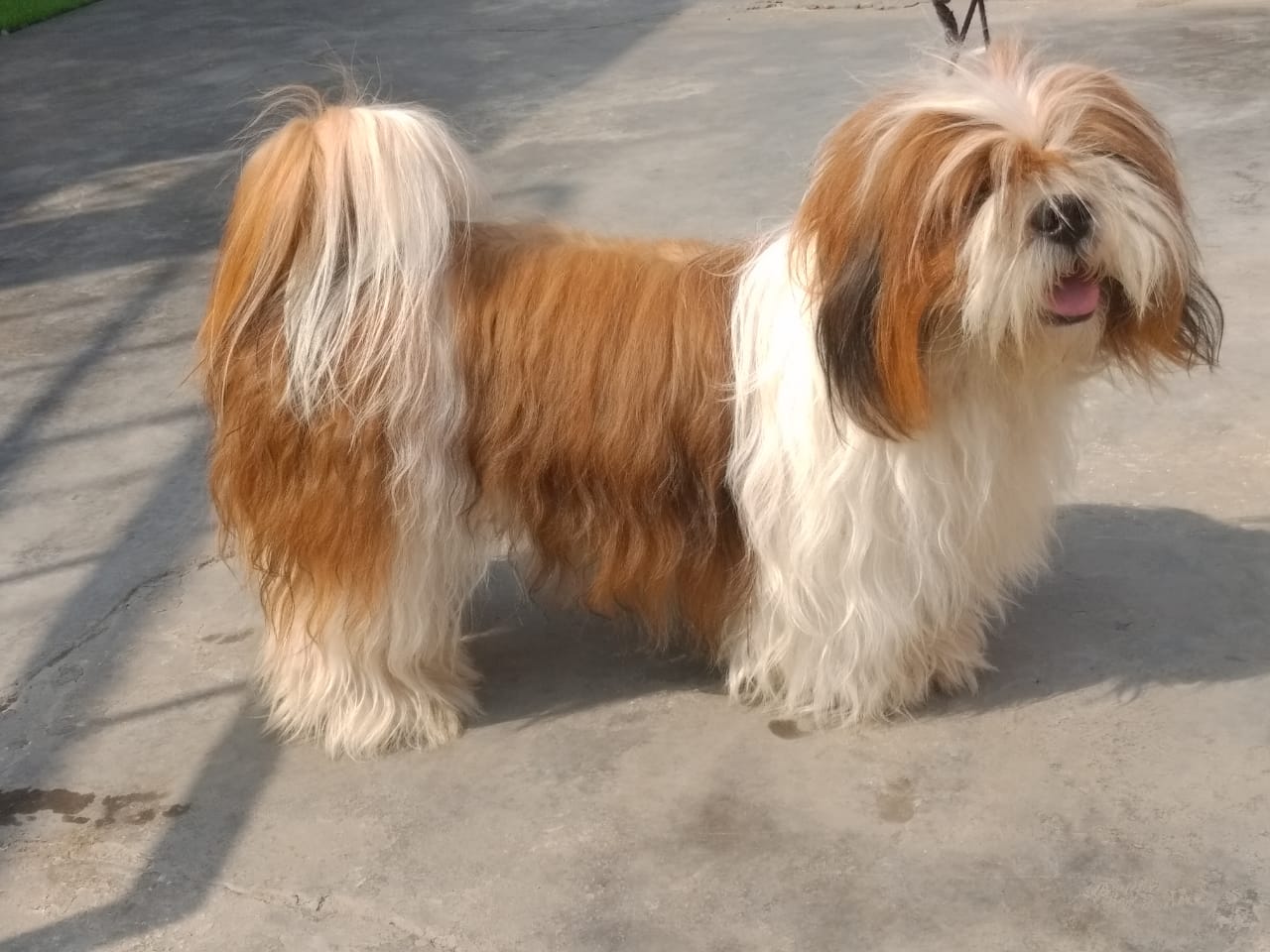 Image of SHIHTZU posted on 2022-03-26 13:00:08 from NEW DELHI