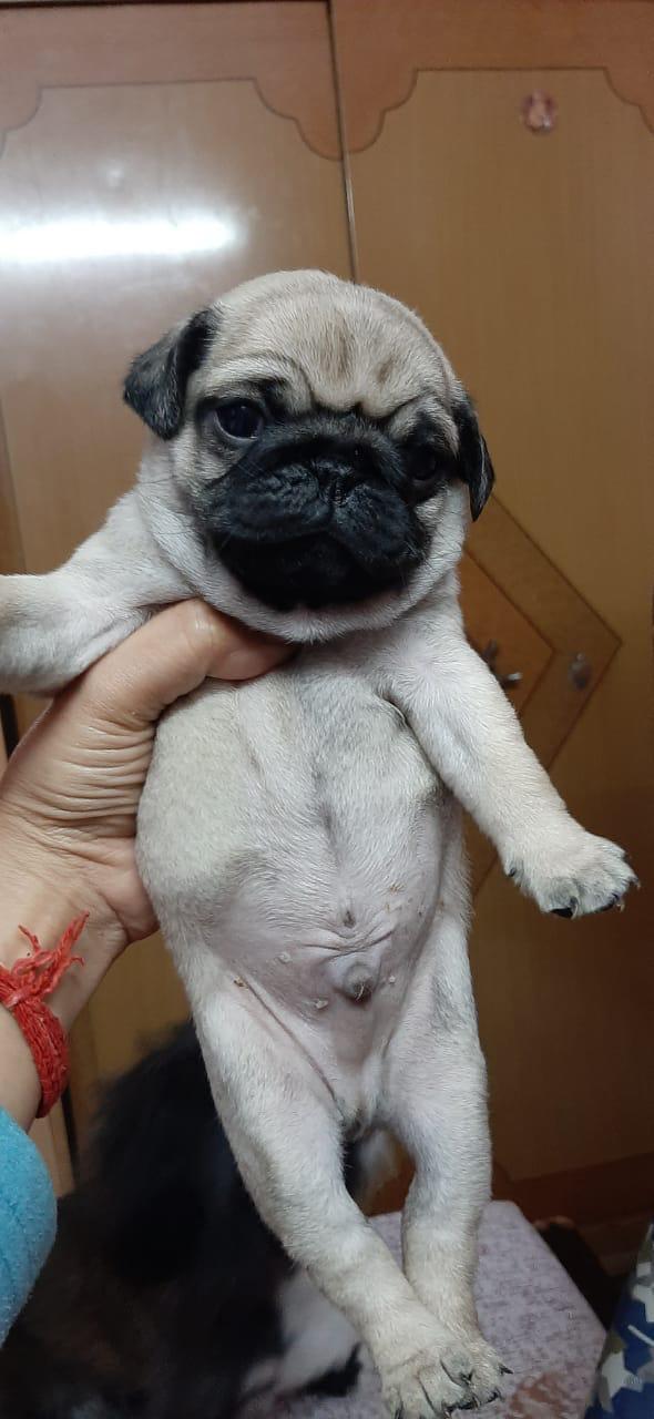 Image of PUG posted on 2022-03-26 13:00:08 from NEW DELHI