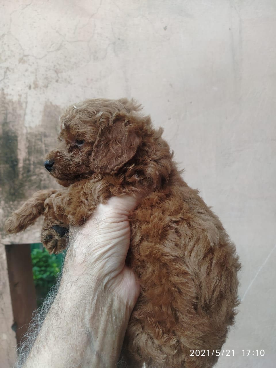 Image of POODLE posted on 2022-03-26 13:00:08 from NEW DELHI