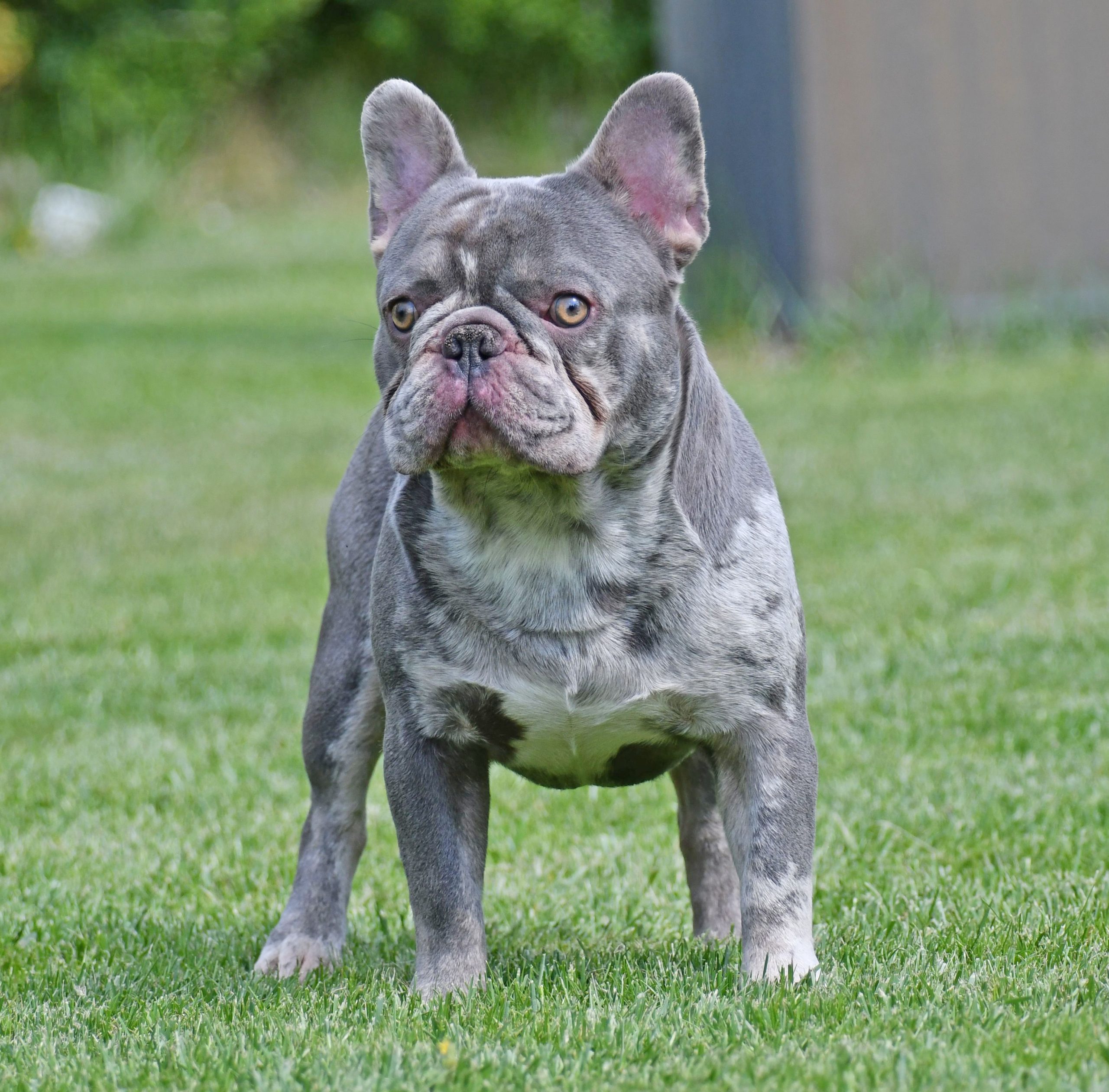 Image of FRENCH BULLDOG posted on 2022-03-26 13:00:08 from GURGAON
