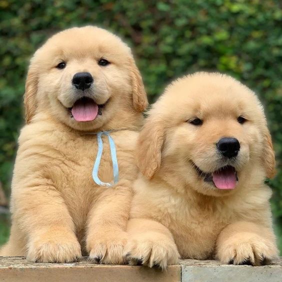 Image of Golden Retriever posted on 2022-08-22 04:07:05 from Mumbai