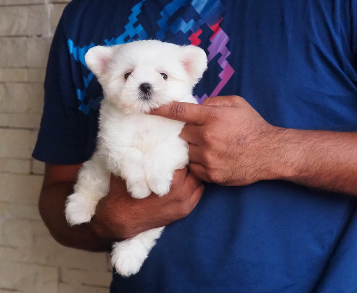 Image of maltese posted on 2022-08-22 04:07:05 from Mumbai