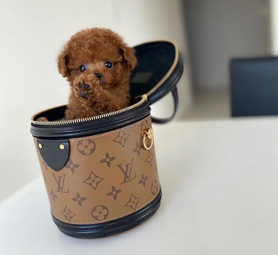 Image of Toy poodle posted on 2022-08-22 04:07:05 from Mumbai