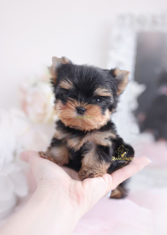 Image of Yorkshire Terrier posted on 2022-08-22 04:07:05 from mumbai