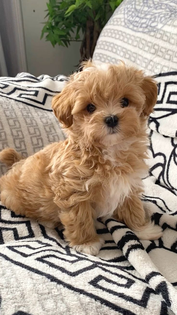 Image of maltipoo posted on 2022-08-22 04:07:05 from Mumbai
