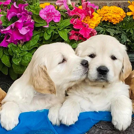 Image of Golden Retriever posted on 2022-08-22 04:07:05 from Mumbai