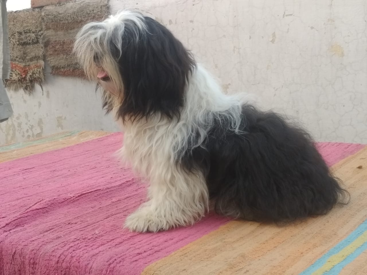 Image of SHIHTZU posted on 2022-03-26 13:00:08 from NEW DELHI