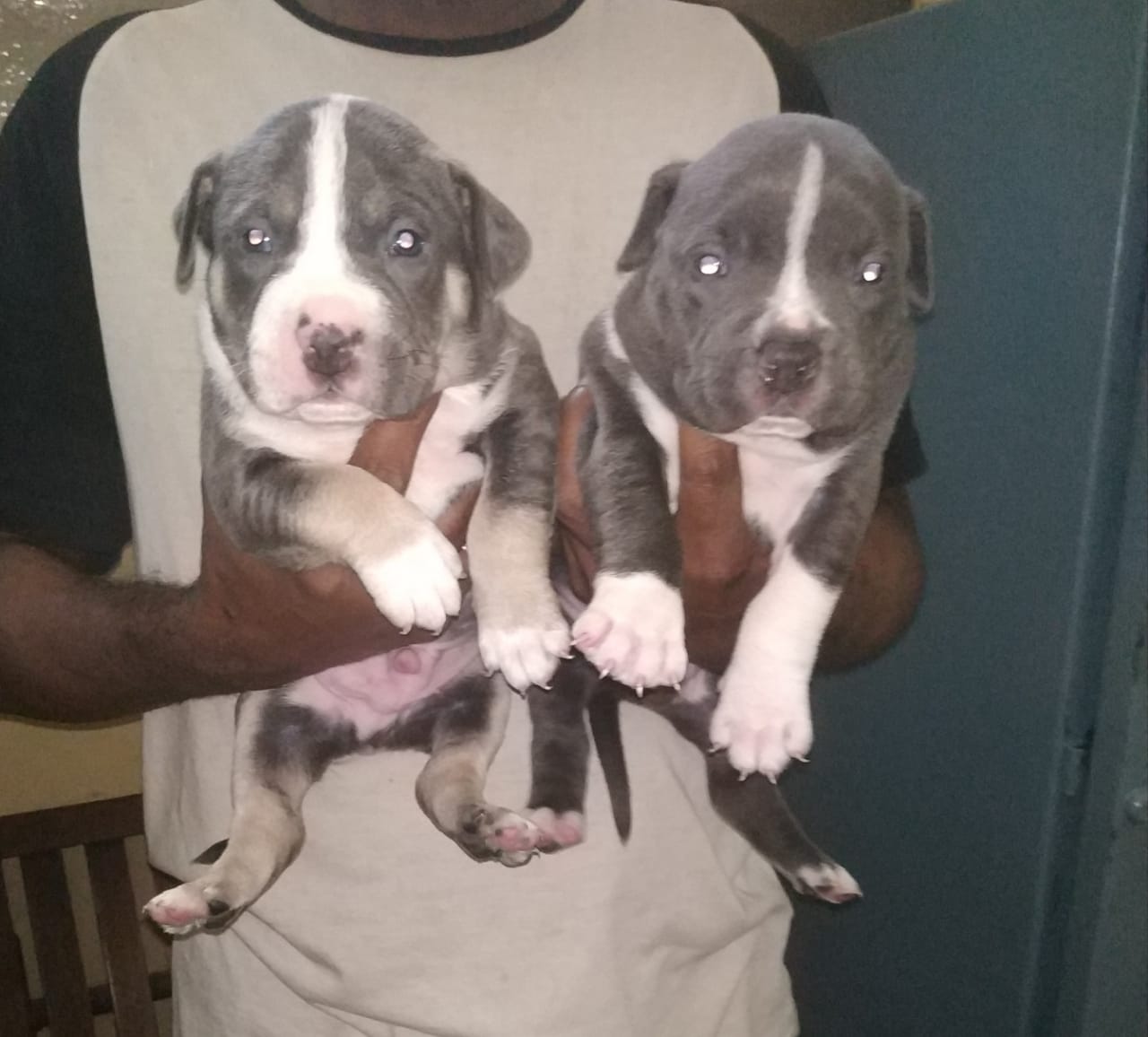 Image of american bully posted on 2022-03-26 13:00:08 from NEW DELHI