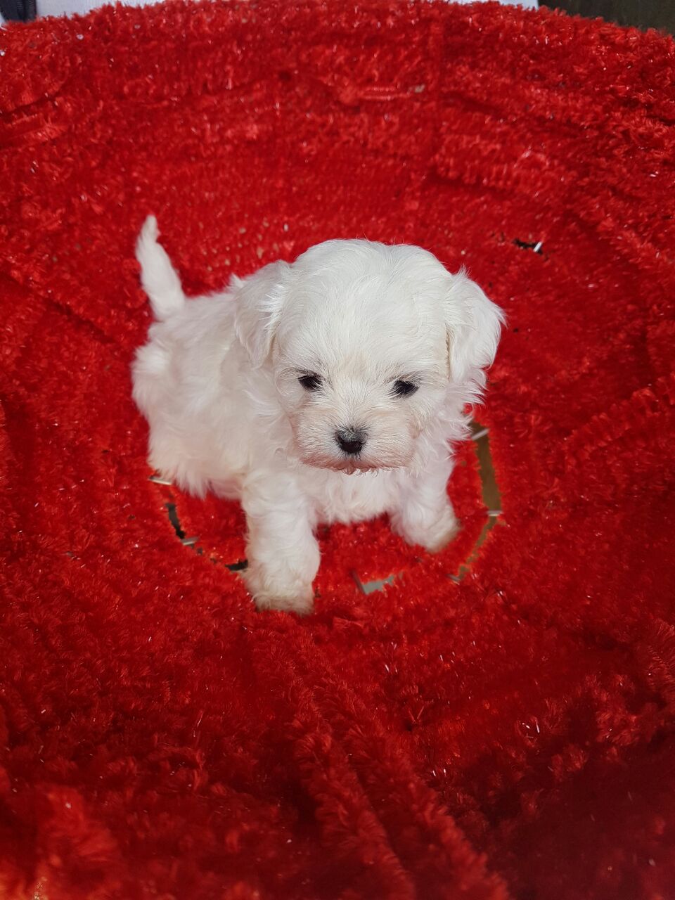 Image of MALTESE posted on 2022-03-26 13:00:08 from NEW DELHI