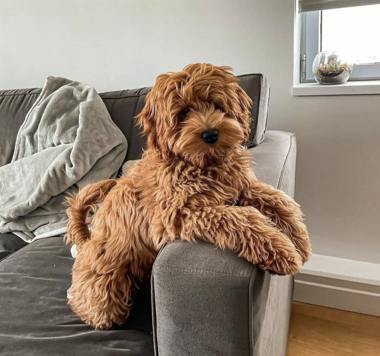 Image of Toy Poodle posted on 2022-08-22 04:07:05 from Mumbai