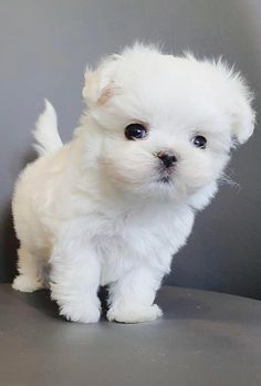 Image of Maltese posted on 2022-08-22 04:07:05 from mumbai