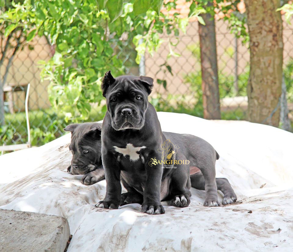 Image of cane corso posted on 2022-08-22 04:07:05 from Mumbai
