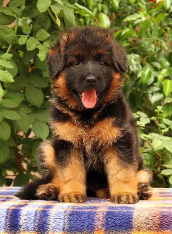 Image of German Shepherd posted on 2022-08-22 04:07:05 from PUNE