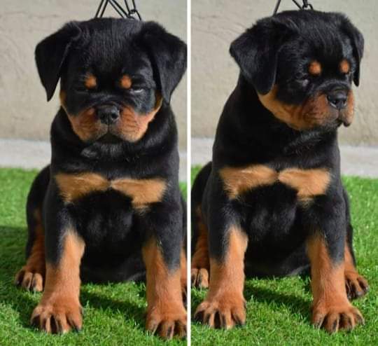 Image of Rottweiler posted on 2022-08-22 04:07:05 from PUNE