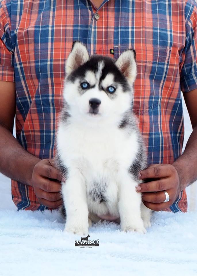 Image of Siberian Husky posted on 2022-08-22 04:07:05 from PUNE