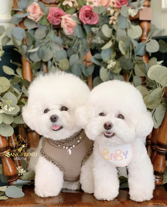 Image of Bichon Frise posted on 2022-08-22 04:07:05 from PUNE