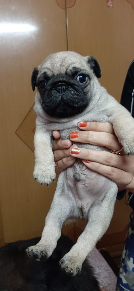 Image of PUG posted on 2022-03-26 13:00:08 from NEW DELHI