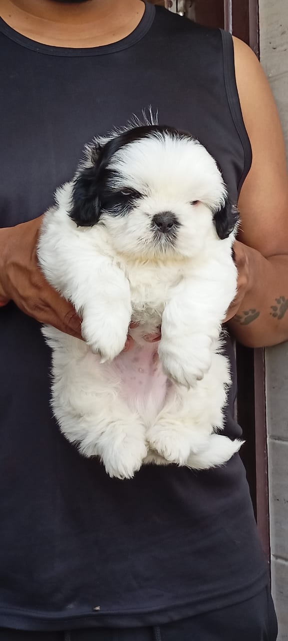 Image of SHIHTZU posted on 2022-03-26 13:00:08 from NEW DELHI