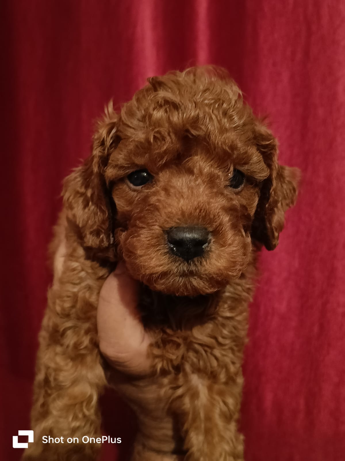 Image of POODLE posted on 2022-03-26 13:00:08 from NEW DELHI
