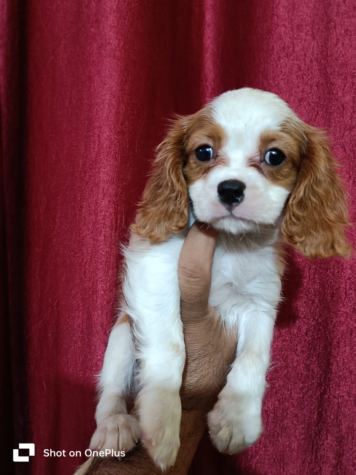 Image of KING CHARLES SPANIEL posted on 2022-03-26 13:00:08 from NEW DELHI