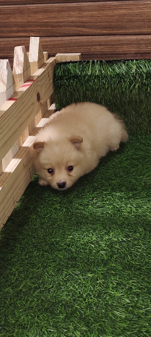 Image of TOY POM posted on 2022-03-26 13:00:08 from NEW DELHI