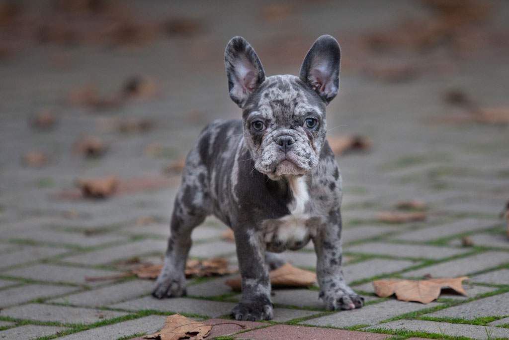 pic of FRENCH BULLDOG posted on 2022-03-26 13:00:08