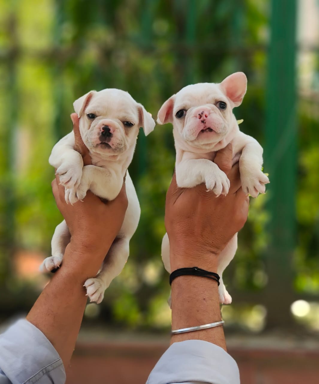 pic of FRENCH BULLDOG posted on 2022-03-26 13:00:08