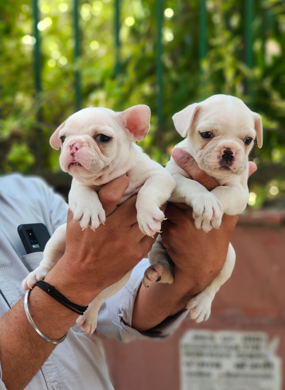 pic of FRENCH BULLDOG posted on 2022-03-26 13:00:08