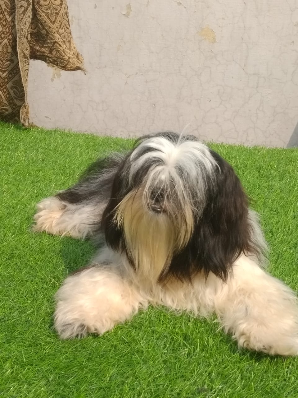 Image of SHIHTZU posted on 2022-03-26 13:00:08 from GURGAON