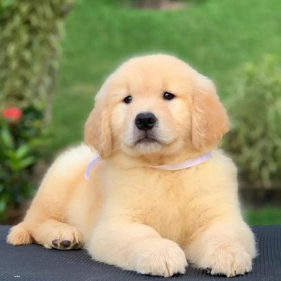 Image of Golden Retriever posted on 2022-08-22 04:07:05 from PUNE