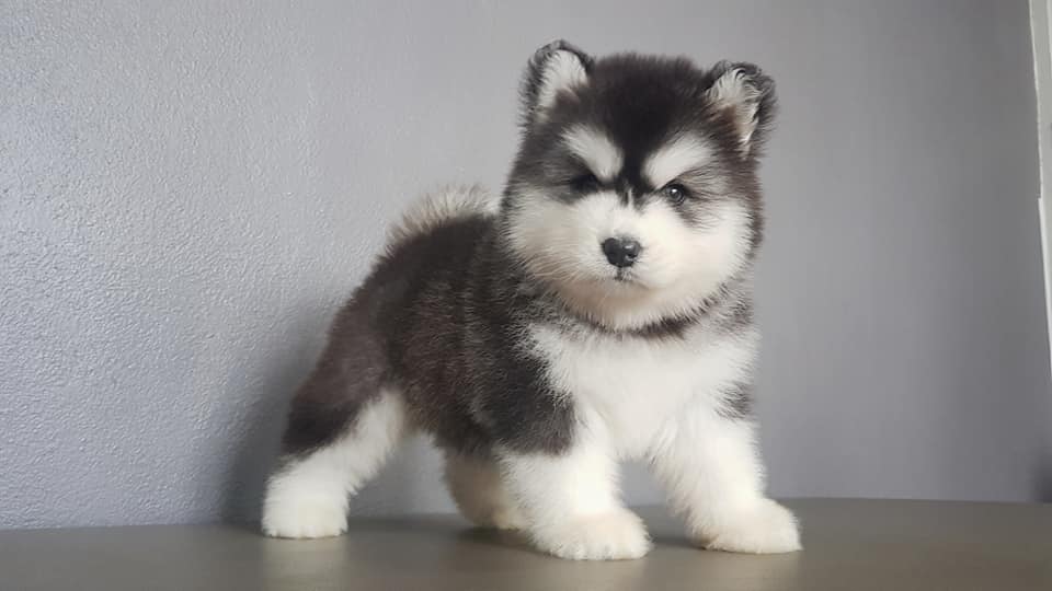 Image of Siberian Husky posted on 2022-08-22 04:07:05 from PUNE