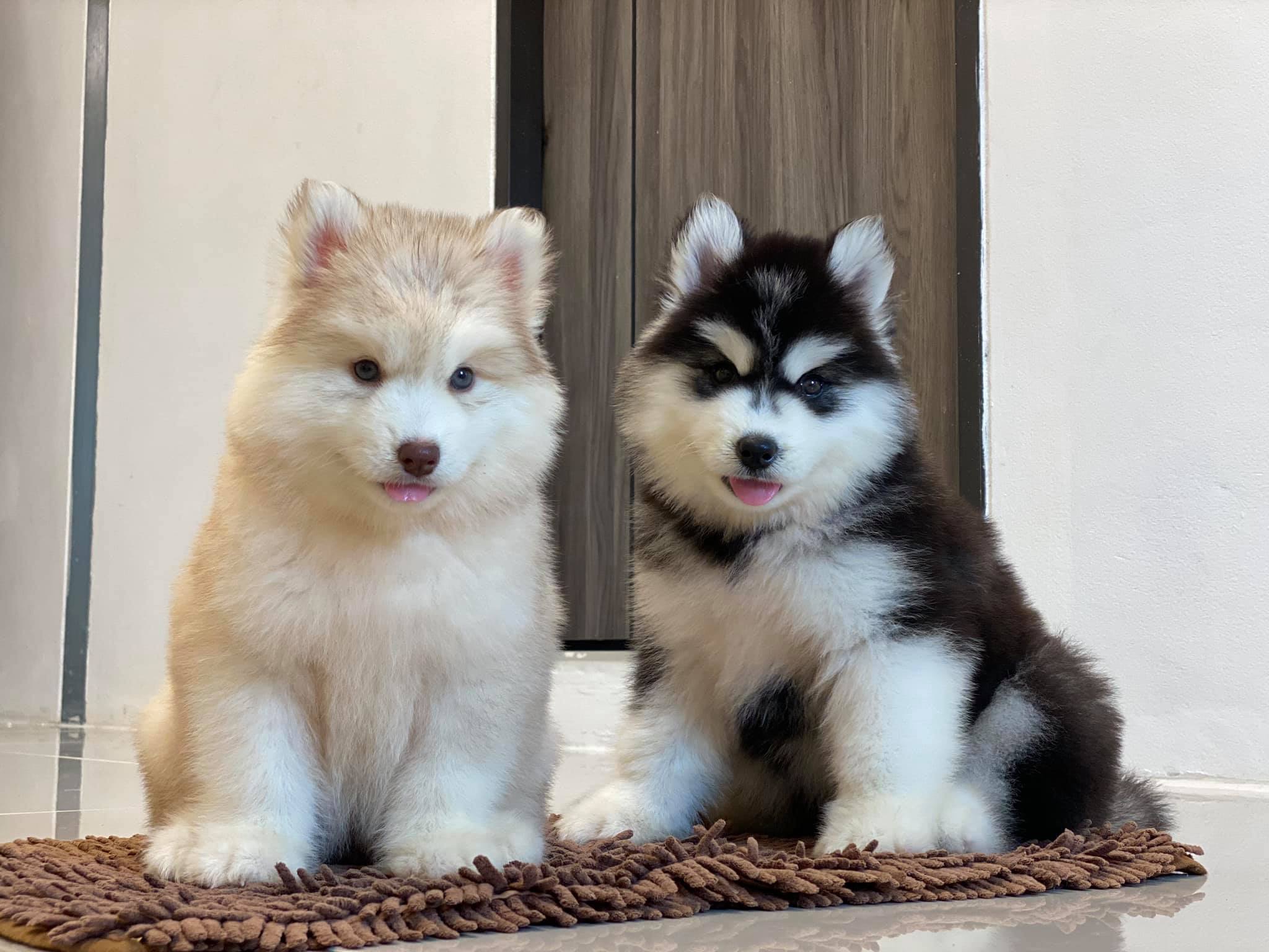 Image of Siberian Husky posted on 2022-08-22 04:07:05 from Mumbai