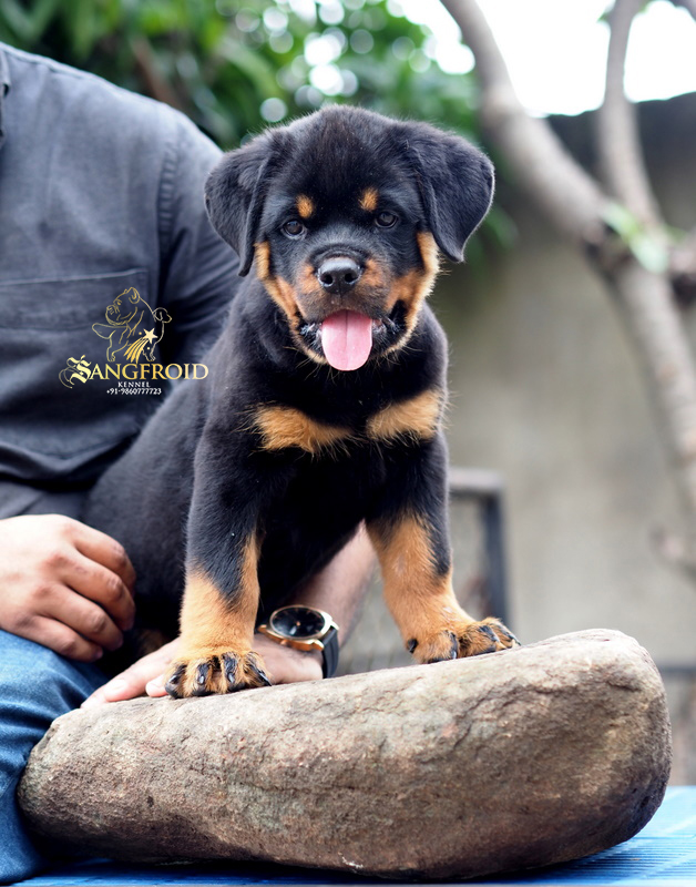 Image of Rottweiler posted on 2022-08-22 04:07:05 from mumbai