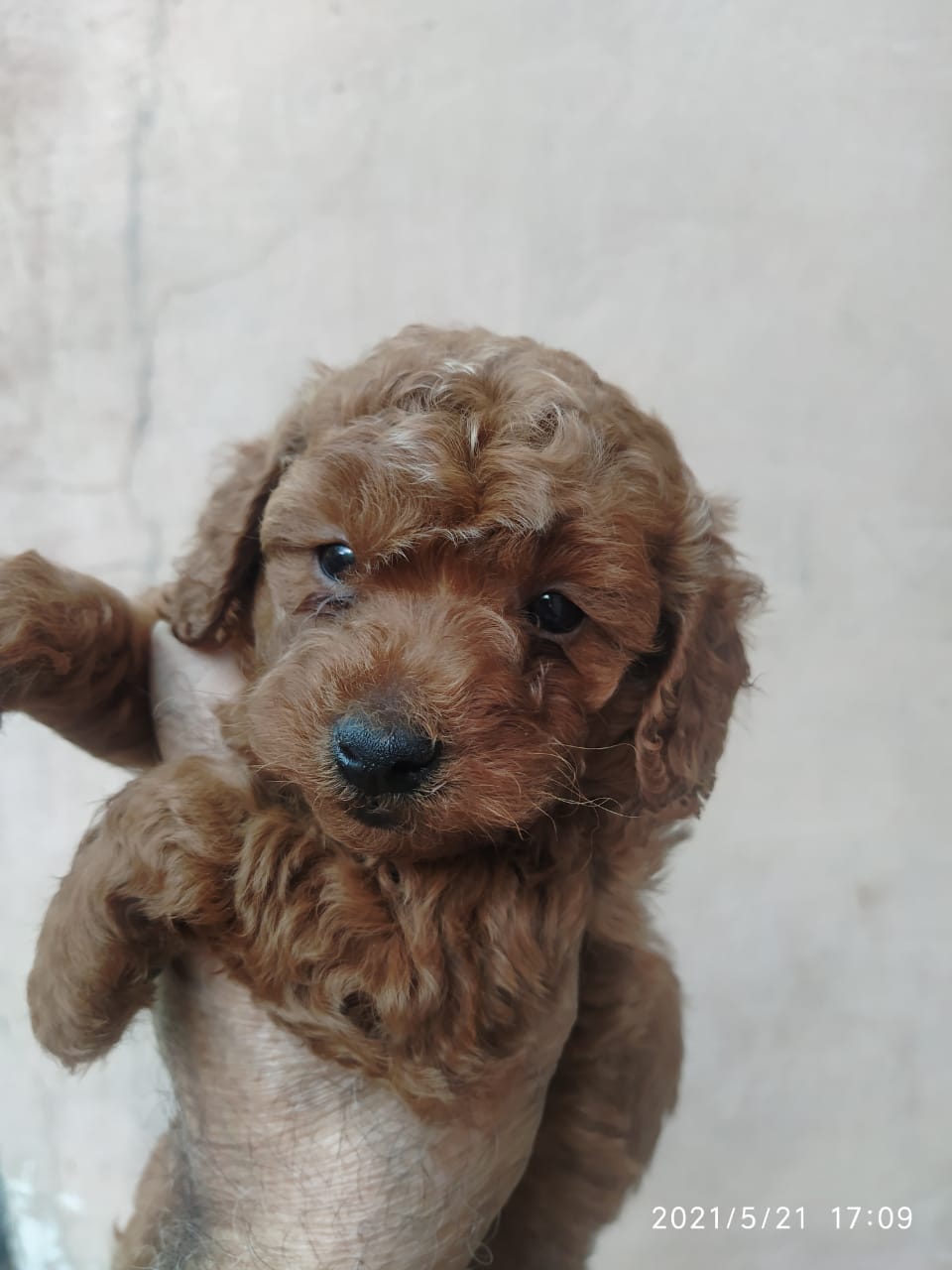 Image of POODLE posted on 2022-03-26 13:00:08 from NEW DELHI