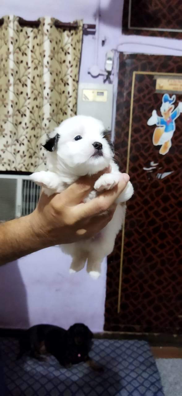 Image of SHIHTZU posted on 2022-03-26 13:00:08 from NEW DELHI