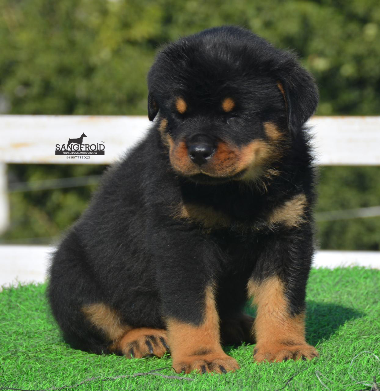 Image of Rottweiler posted on 2022-08-22 04:07:05 from mumbai