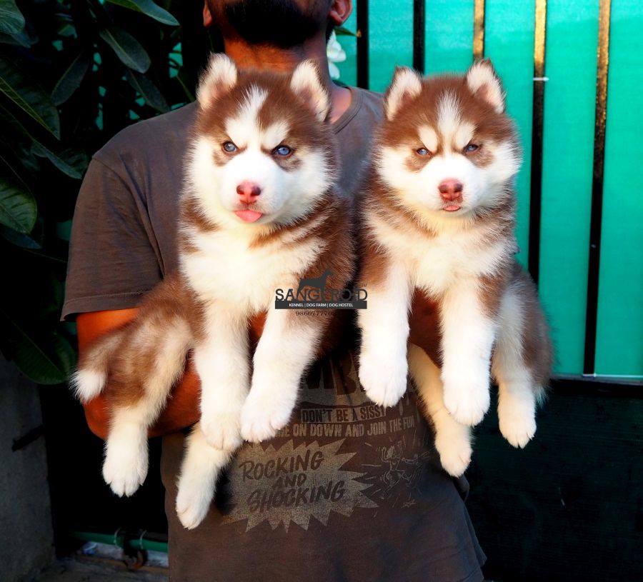 Image of Siberian Husky posted on 2022-08-22 04:07:05 from mumbai