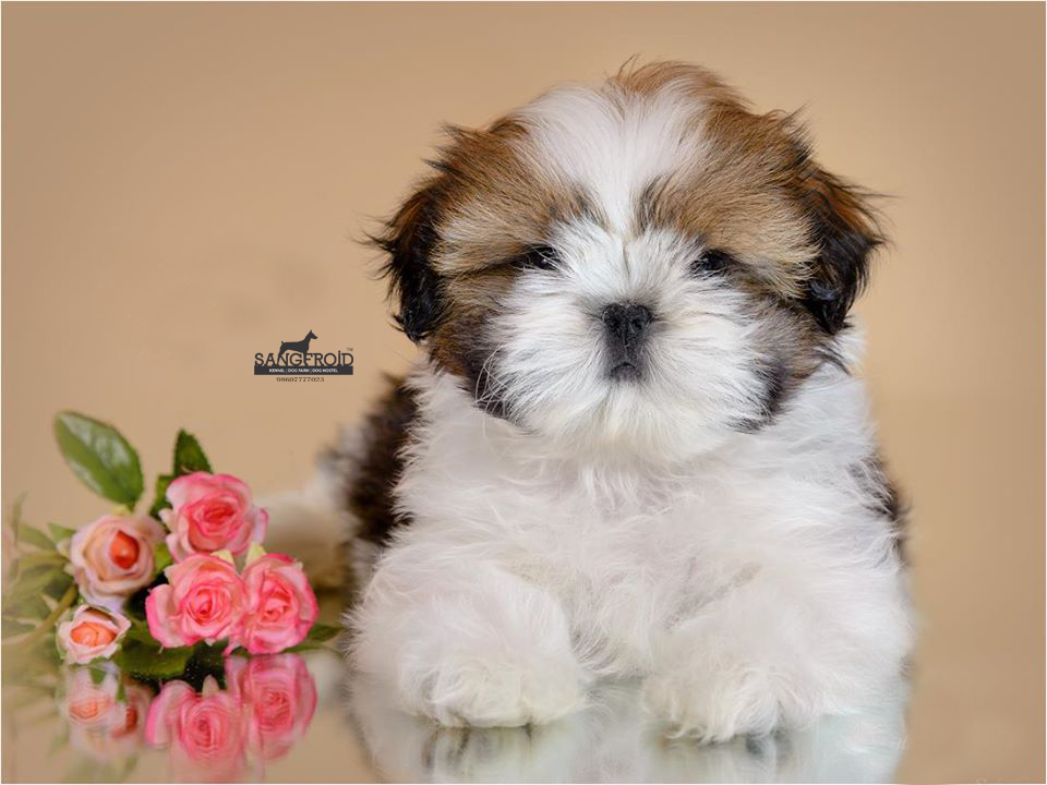 Image of SHIH TZU posted on 2022-08-22 04:07:05 from mumbai