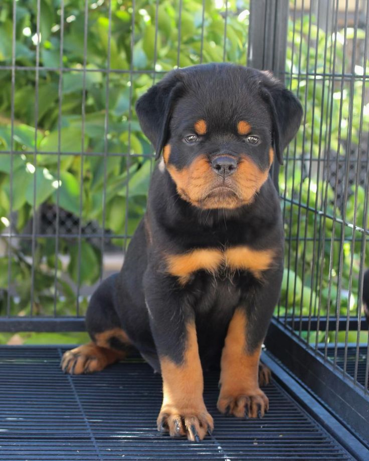 Rottweiler puppies from pune. Breeder: Swapnil