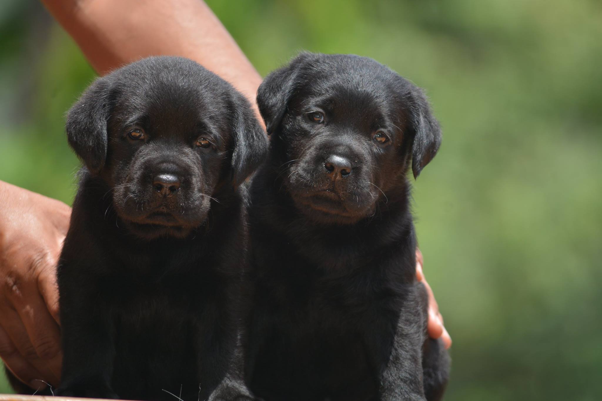Labrador puppies from mumbai. Breeder: Swapnil