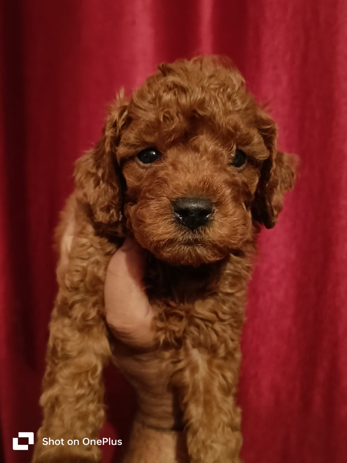 POODLE puppies from NEW DELHI. Breeder: Suraj Tomar