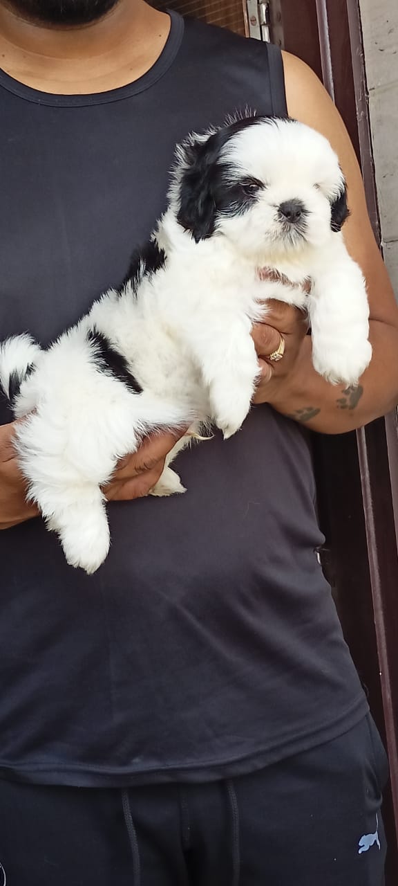 SHIHTZU puppies from NEW DELHI. Breeder: Suraj Tomar
