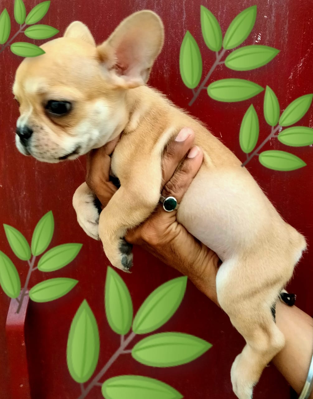 FRENCH BULLDOG puppies from NEW DELHI. Breeder: Suraj Tomar