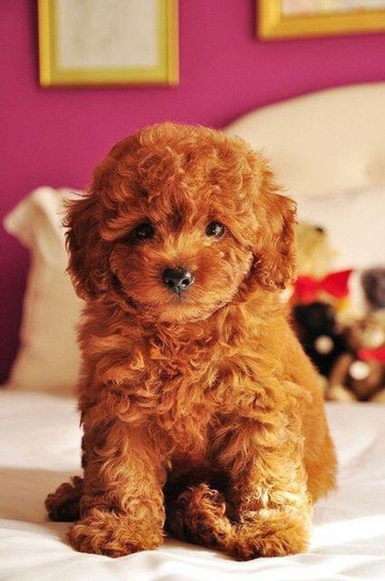 Image of Toy poodle posted on 2022-08-22 04:07:05 from Mumbai