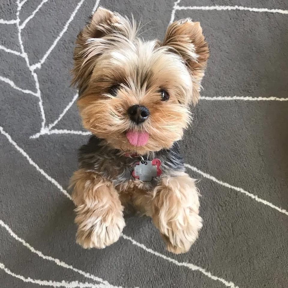 Image of Yorkshire Terrier posted on 2022-08-22 04:07:05 from mumbai