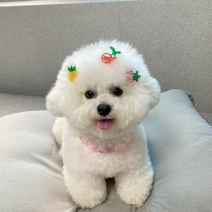 pic of Bichon Frise posted on 2022-08-22 04:07:05