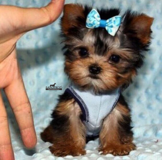 pic of Yorkshire Terrier posted on 2022-08-22 04:07:05