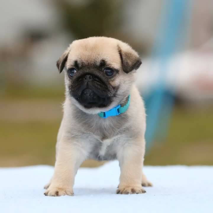 pic of PUG posted on 2022-08-22 04:07:05